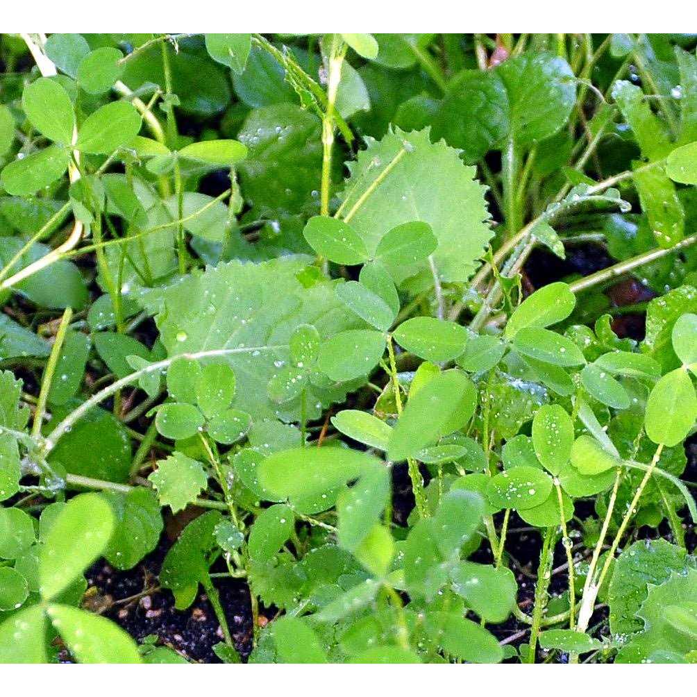 Whitetail Institute Imperial Clover Seed - Image 5