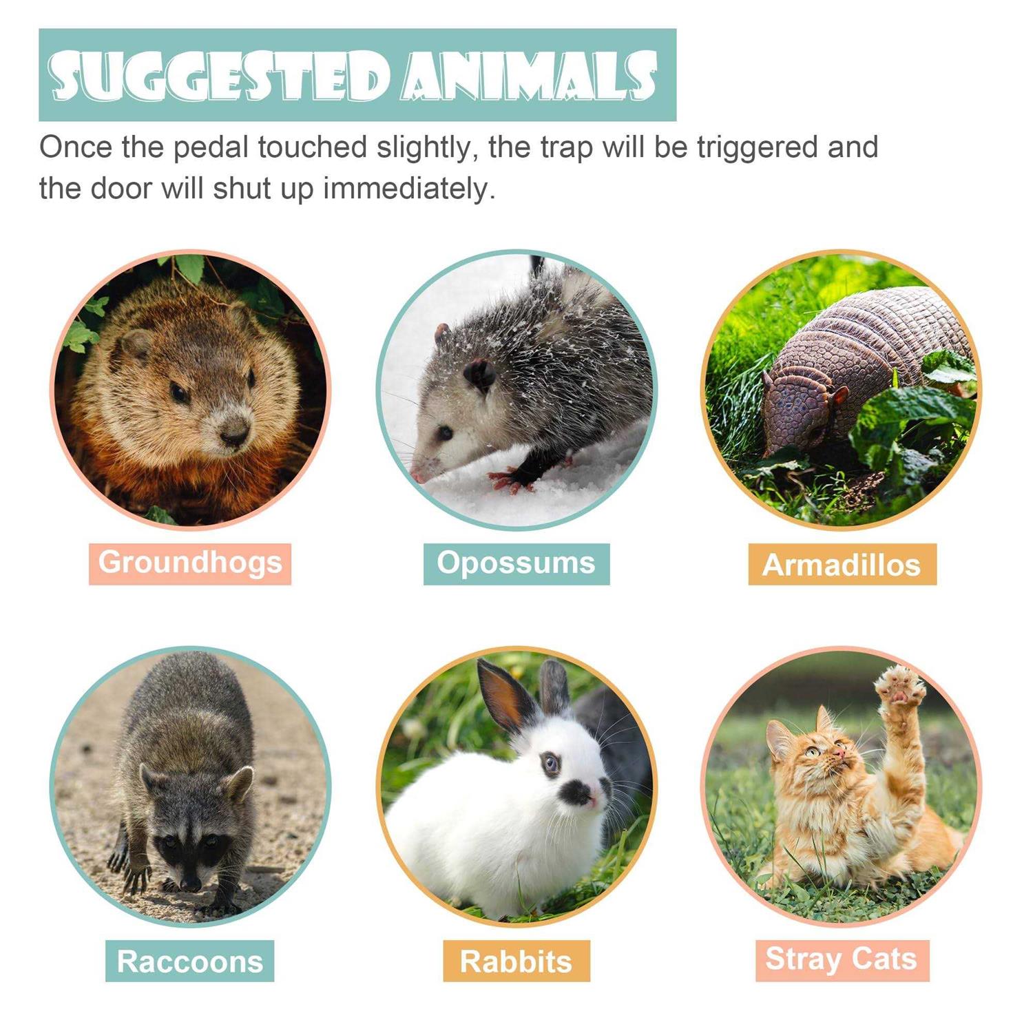 Homgarden Humane Live Animal Cage Trap 32inch Steel Catch Release Rodent Cage For Rabbits - Image 5