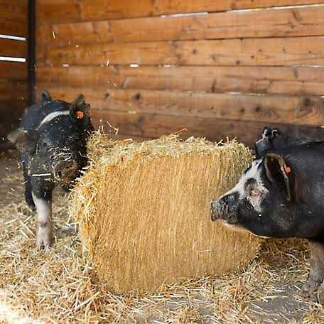 Standlee Premium Western Forage Certified Straw Compressed Bale - Image 2