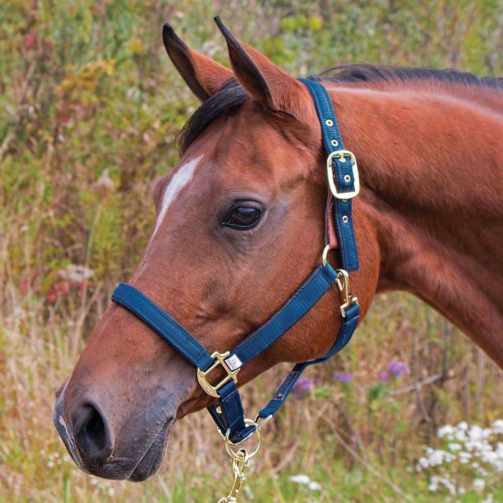 Dura-Tech Deluxe Fully Padded Nylon Breakaway Halter - Image 4