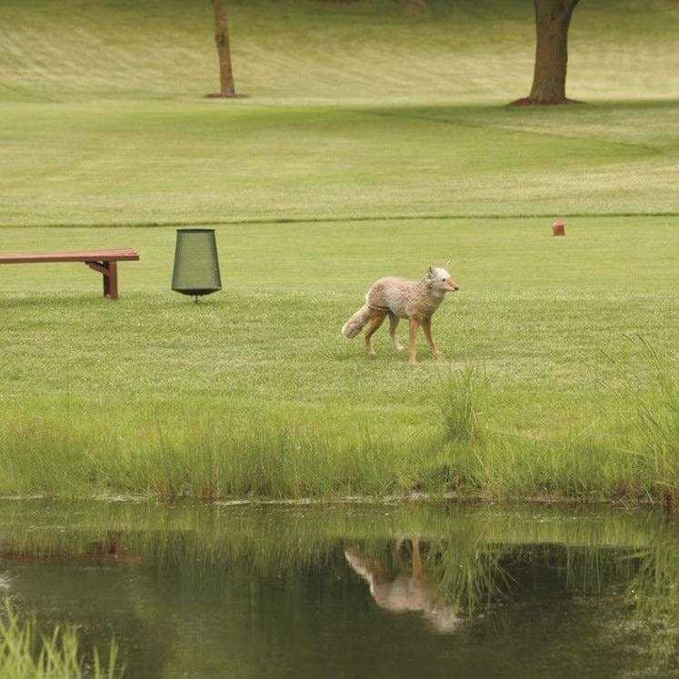 Flambeau Lone Howler Coyote Decoy - Image 3