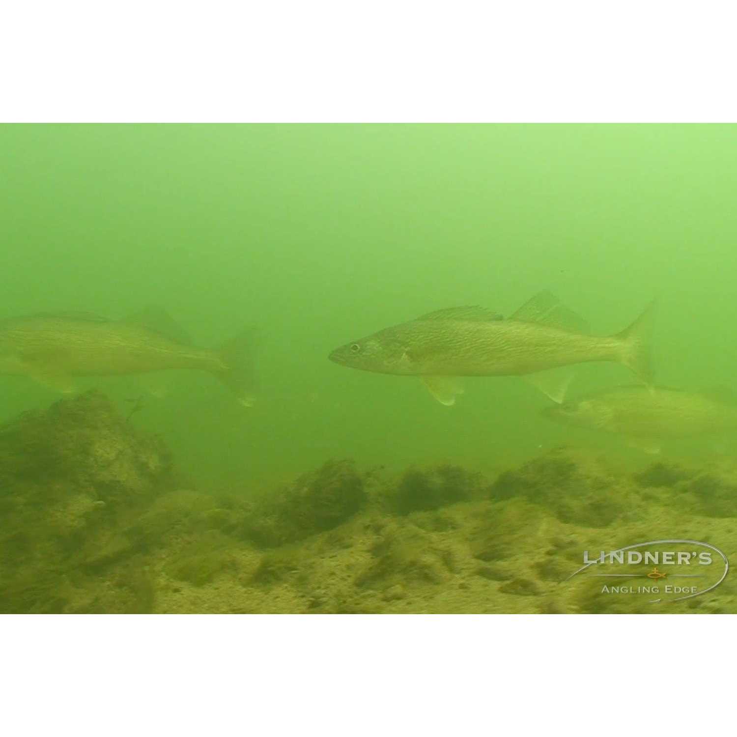 Rapala X Rap - Image 5
