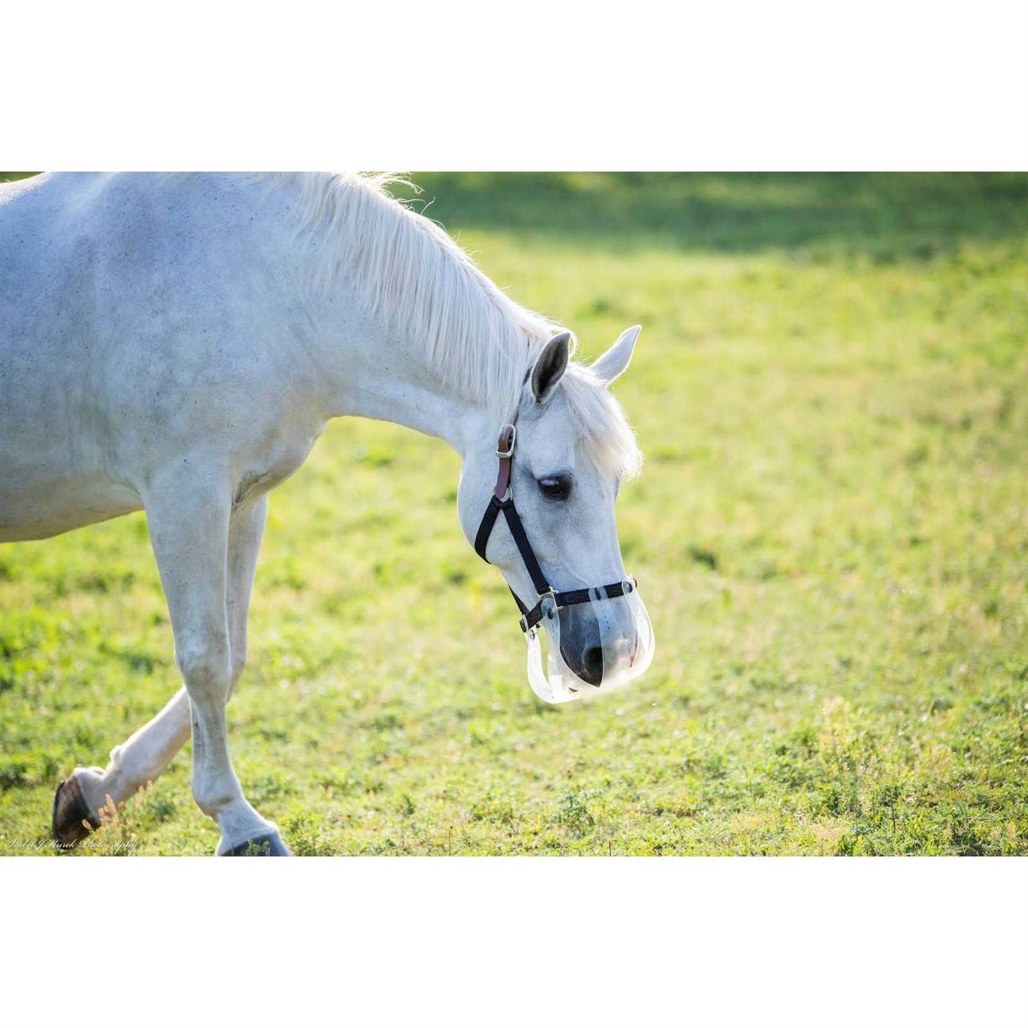 Thinline Flexible Filly Turnout Halter - Image 2