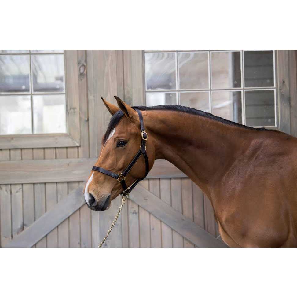 Gatsby Leather Halter Snap - Image 4