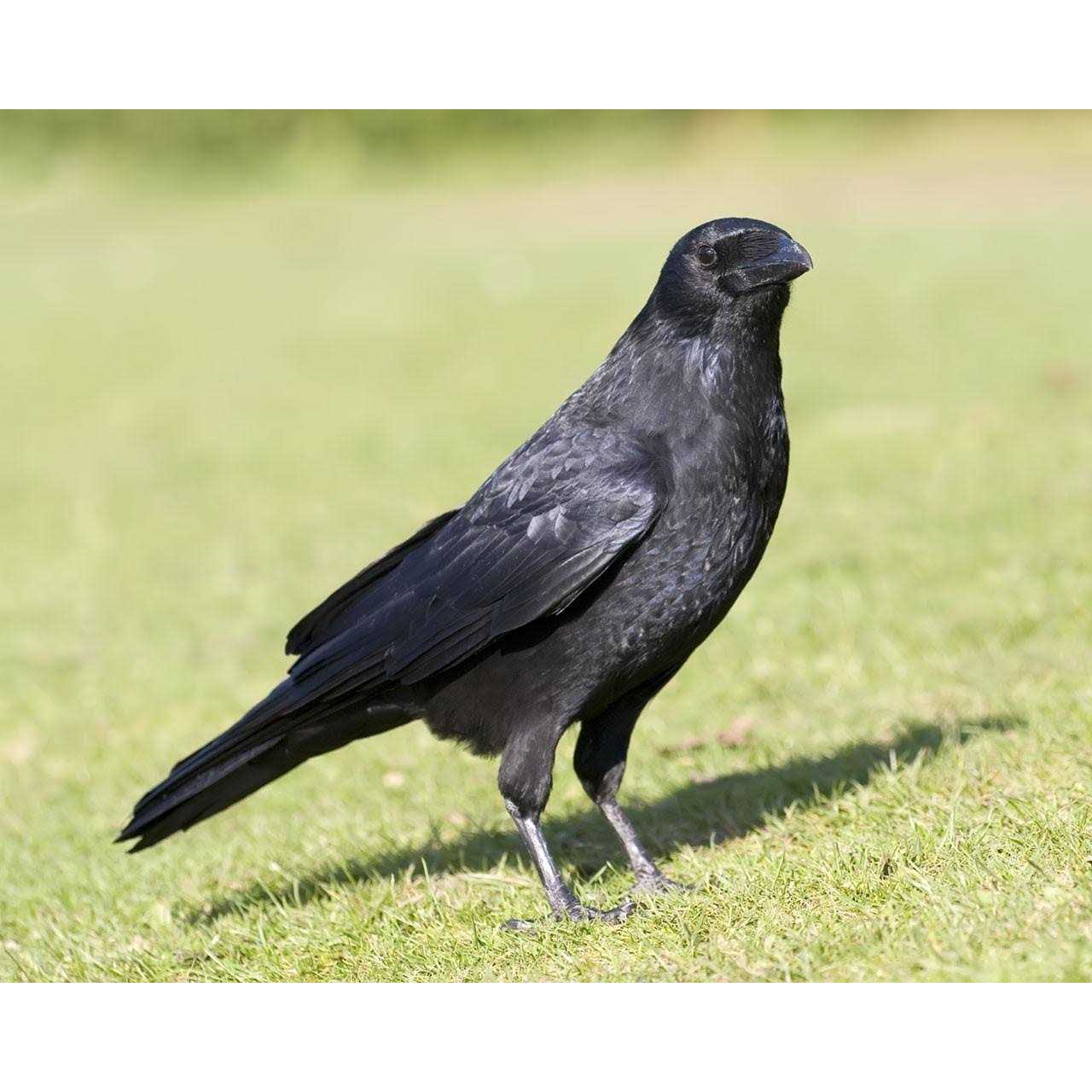 Crow Call Primos - Image 3