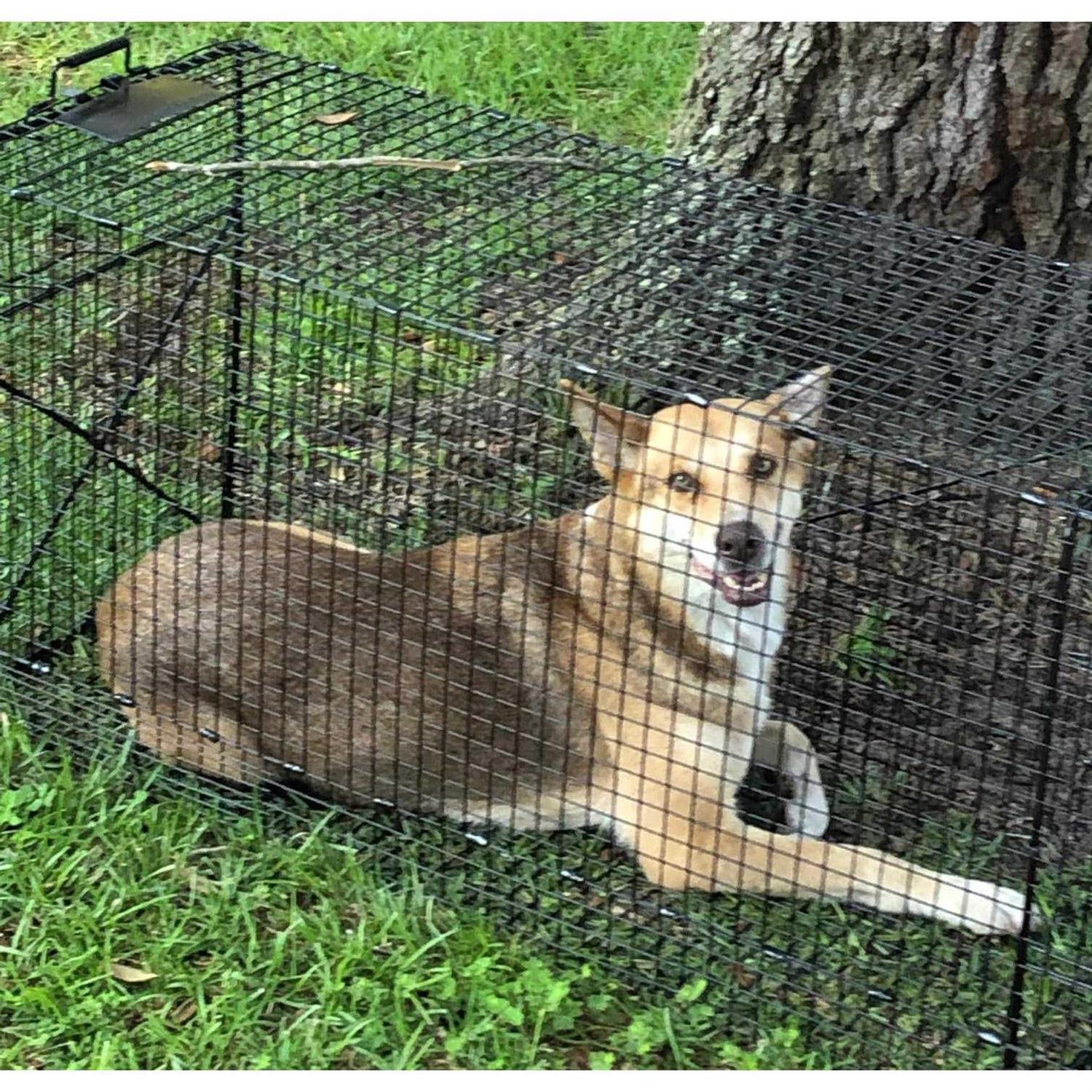 Humane Way Folding 50 Inch Live Humane Animal Trap Safe Traps for All Animals - Image 2