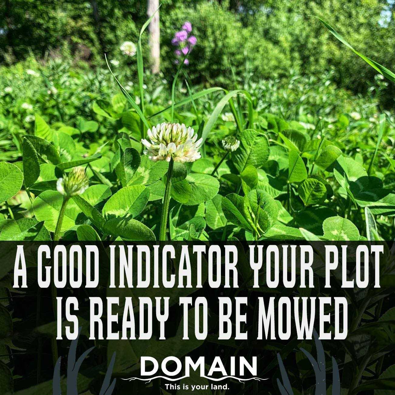 Domain Hot Chic Food Plot Seed - Image 2