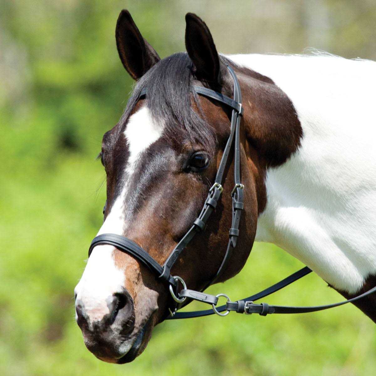 Dr. Cook Beta Bitless Bridle - Image 4