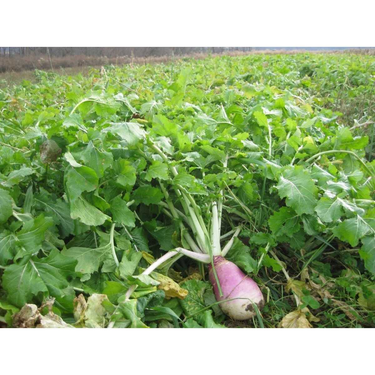 Deer & Turkey Food Plot Seed — Ultra Forage 2.25 lb - Image 3