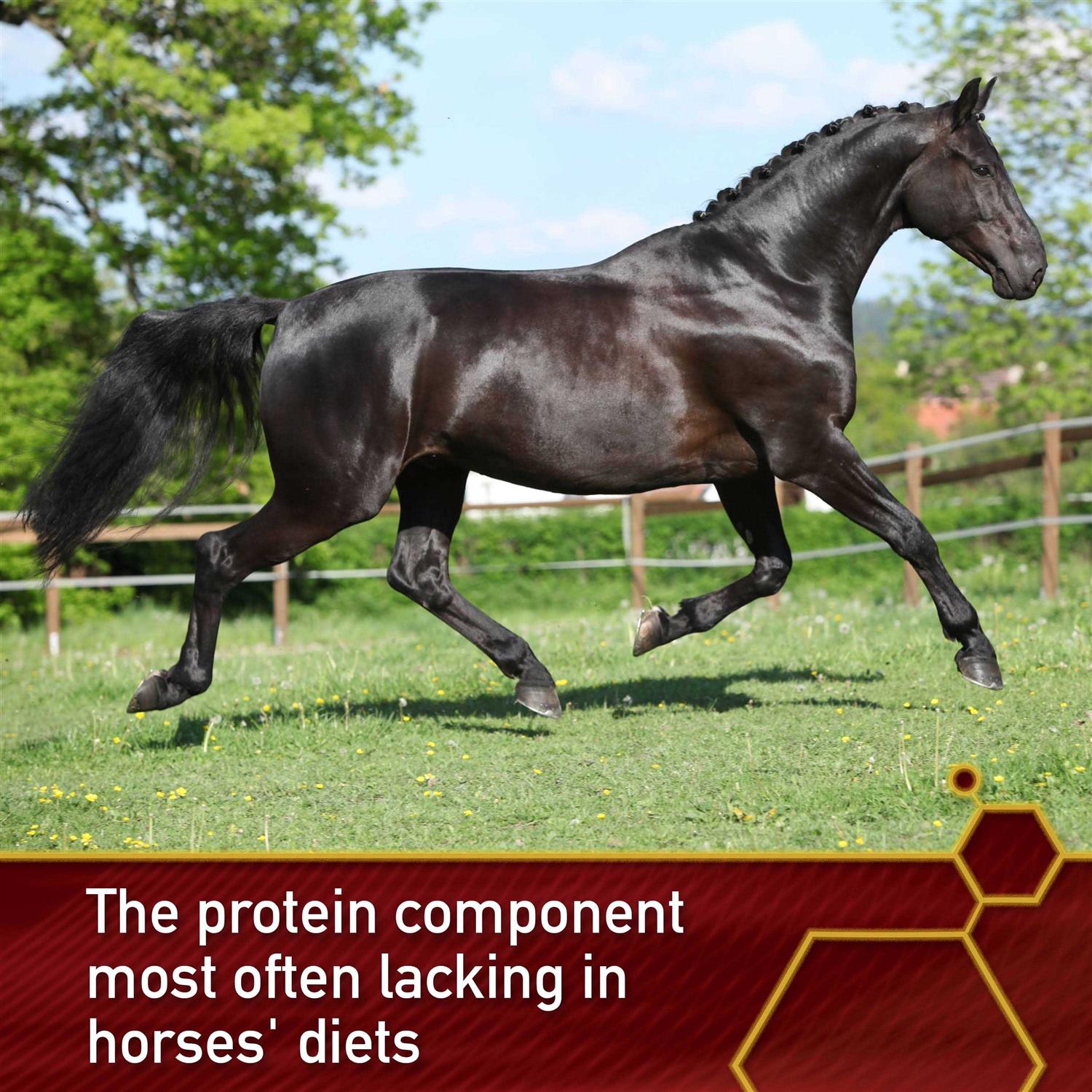 Vita Flex Pure Lysine - Image 3