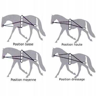 Waldhausen Lunging System - Image 4