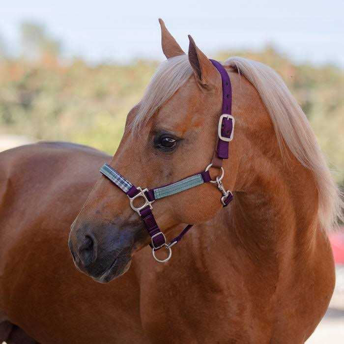 Kensington Premium Breakaway Halter - Image 4