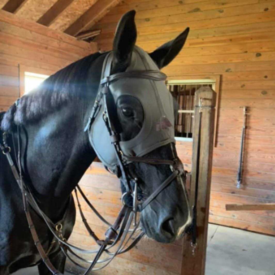 Fenwick Liquid Titanium Horse Mask - Image 2