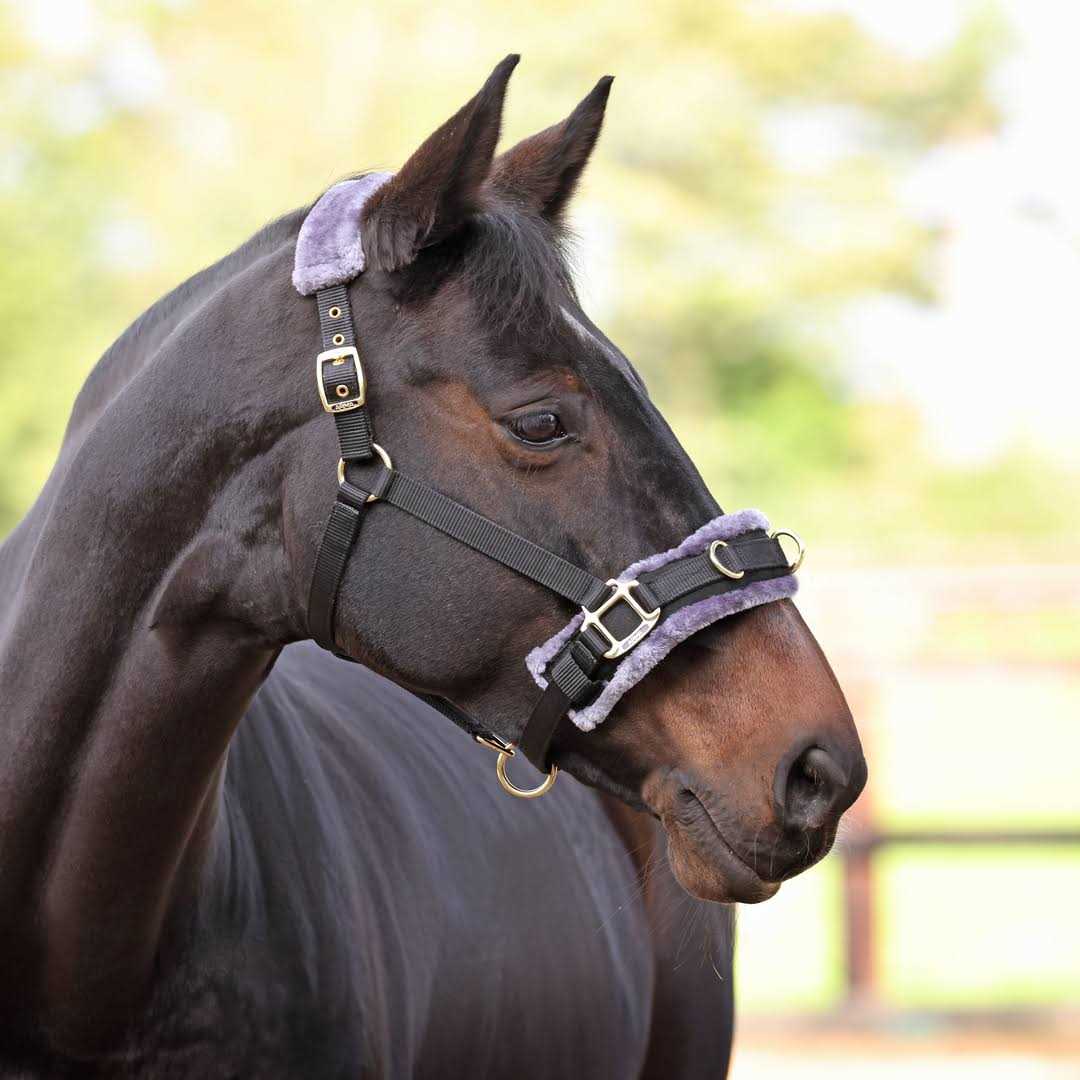 Shires Fleece Lined Lunge Cavesson - Image 4