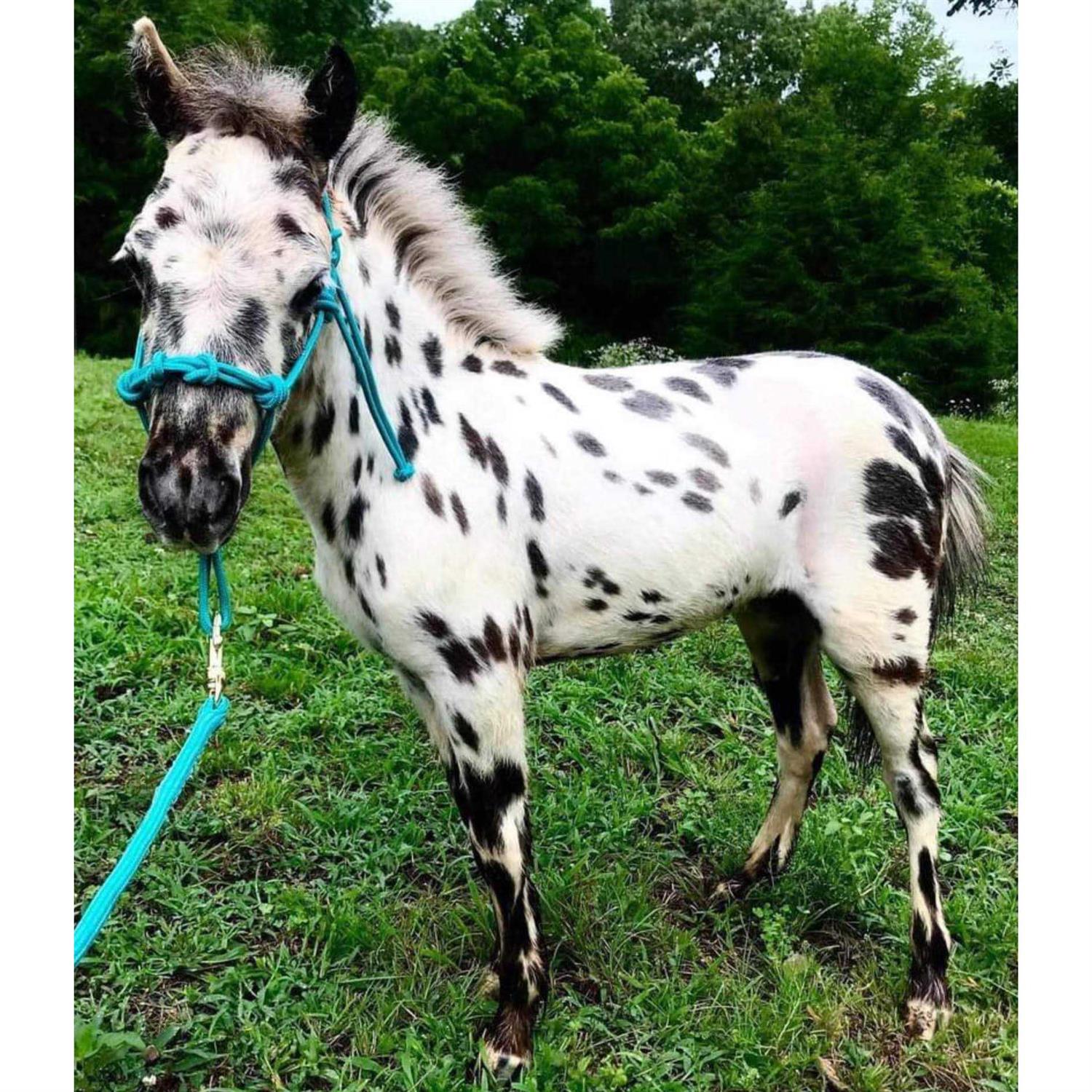 Star Point Horsemanship 4-Knot Rope Miniature Horse/Pony Halter with Lead