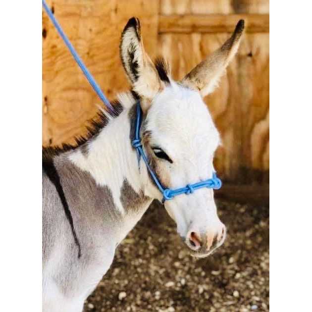 Alternative view of Star Point Horsemanship 4-Knot Rope Miniature Horse/Pony Halter with Lead