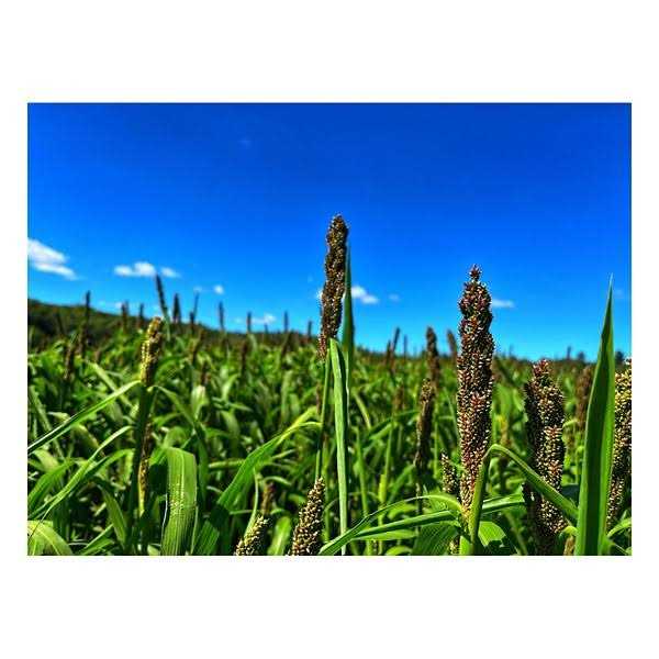 Domain Outdoor Dirty Bird Food Plot Mix - Image 3