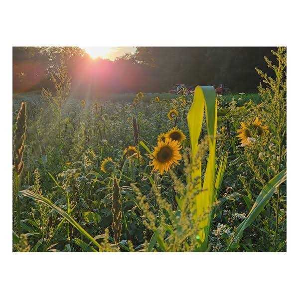 Domain Outdoor Dirty Bird Food Plot Mix - Image 5