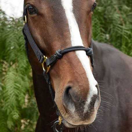Weaver Rope Nylon Hybrid Training Horsemans Halter - Image 3