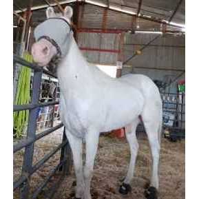 Cavallo Entry Level Boot - Image 2