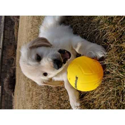 Spikeball Replacement - Image 4