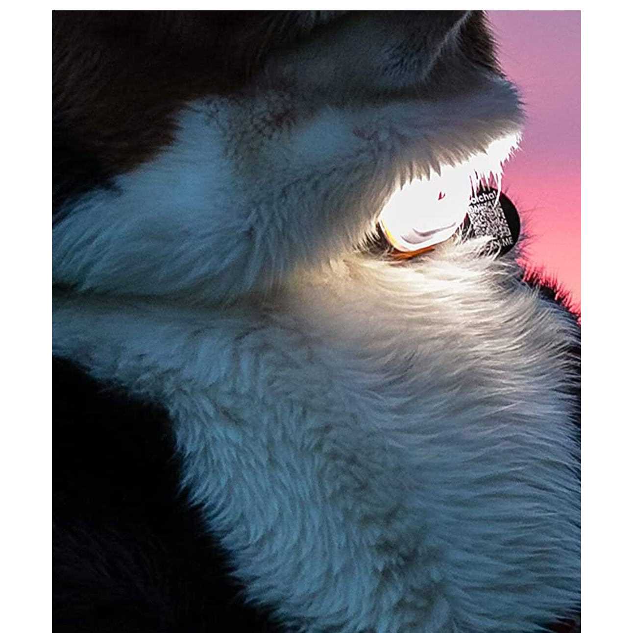 Max&Molly Ultra Bright LED Light - Image 4